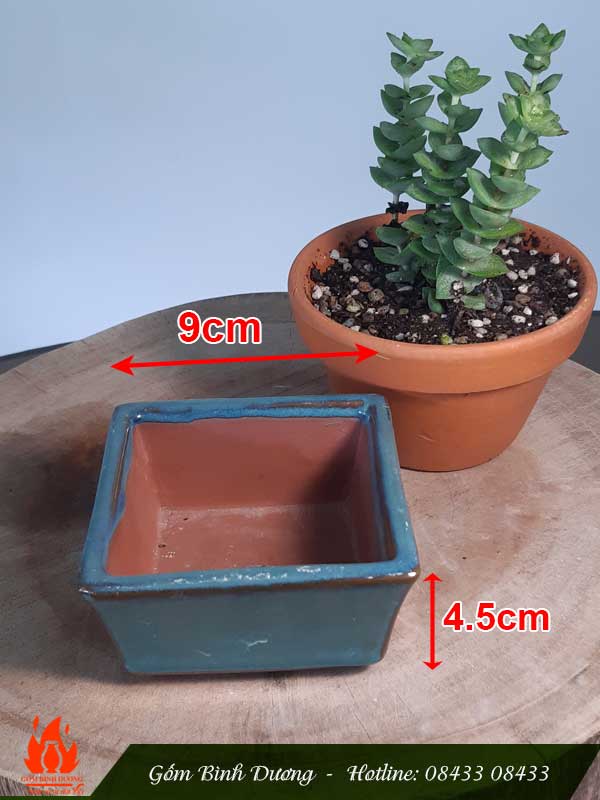 Chậu mini vuông trồng bonsai và sen đá men xanh